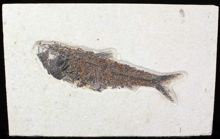 Knightia Fossil Fish - inch Layer #29496